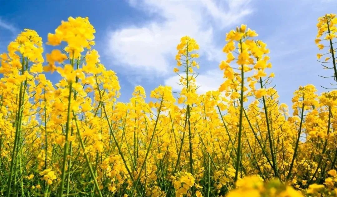 相約鎮(zhèn)巴 赴春盛宴！2022中國最美油菜花海鎮(zhèn)巴旅游文化節(jié)活動搶先看！