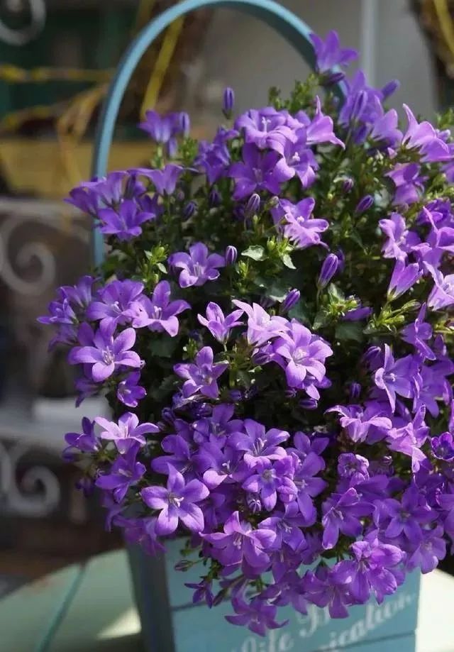 植物推荐 | 风铃草