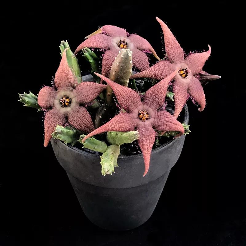 多肉品种大全图片名字(100种罕见多肉图鉴详细介绍)