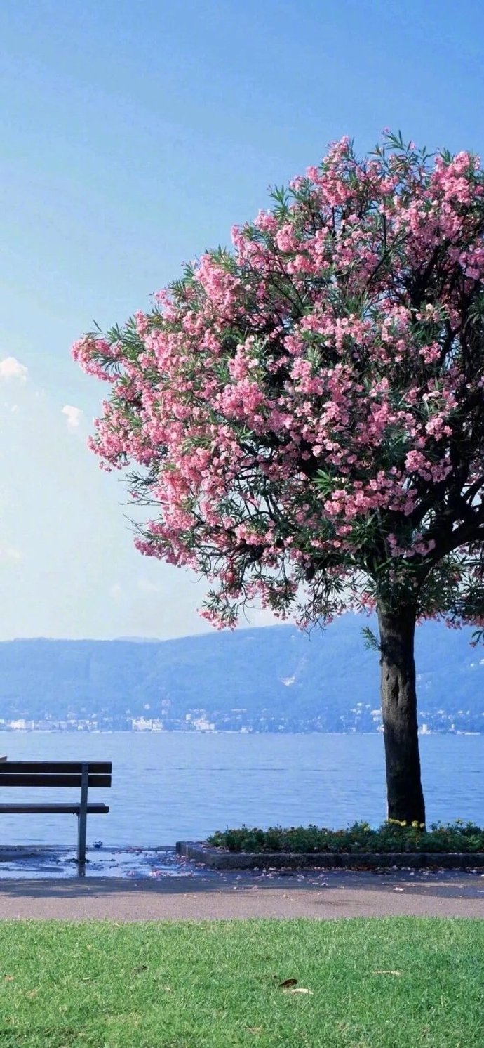 轻倚岁月,浅读流年,静许,人生安暖;一份清浅,时光无恙!