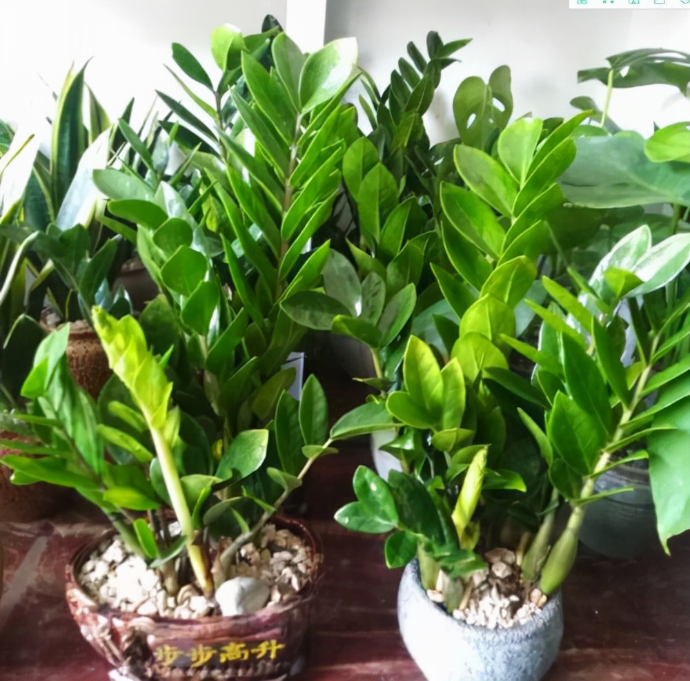 家里光照不足，建议养这10种“耐阴花”，有点散光就能长得很美