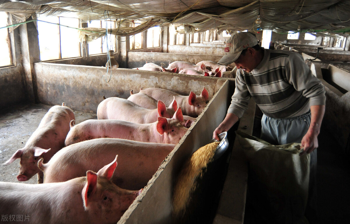 猪价，粮价调整信息：12月5日，全国调价后，生猪，玉米价格行情