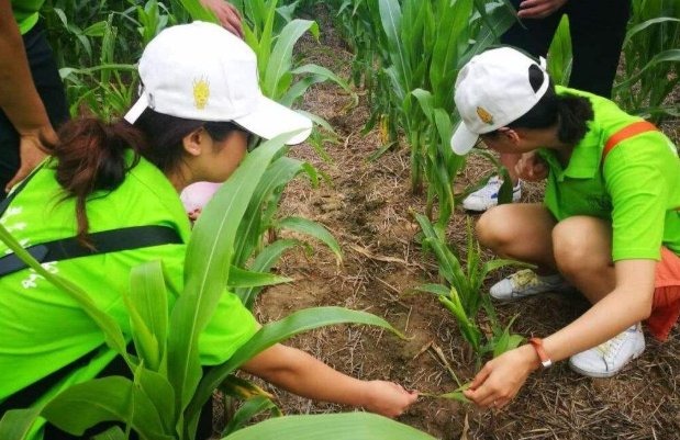 大学神仙专业火了，大三分配一只狗，大四就业不用愁，你心动了吗