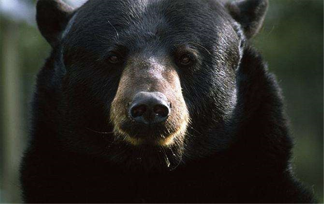 喜欢吃蜂蜜的黑熊,冬眠长达6个月,如何能做到不拉屎拉尿的呢?