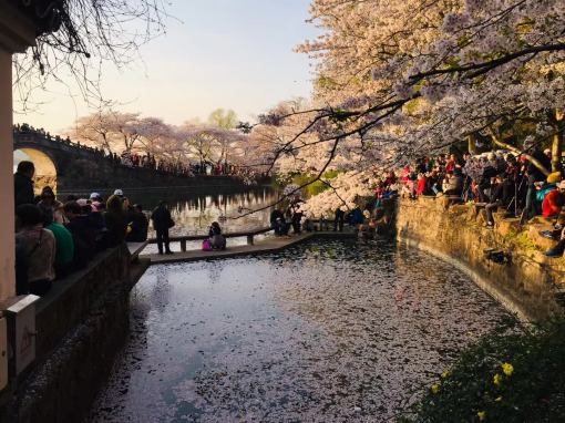 万里云 | 芳心寸寸情依旧，霞彩年年绘早春（樱韵读春格律十二首）