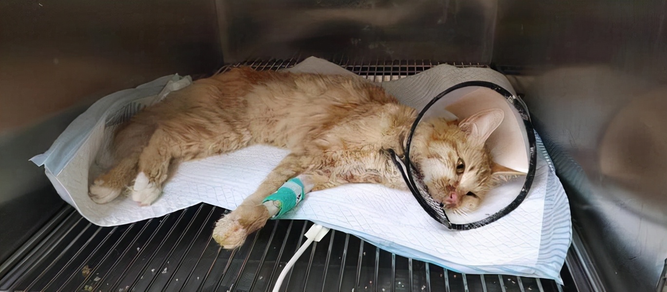 新手养猫必看：如何预防和治疗猫瘟？