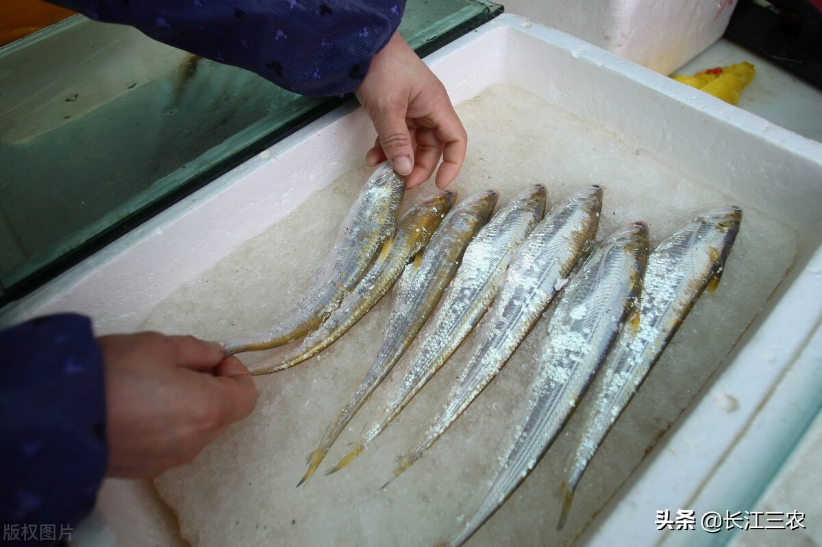 又到“江刀”洄游季，吃鱼却已成追忆