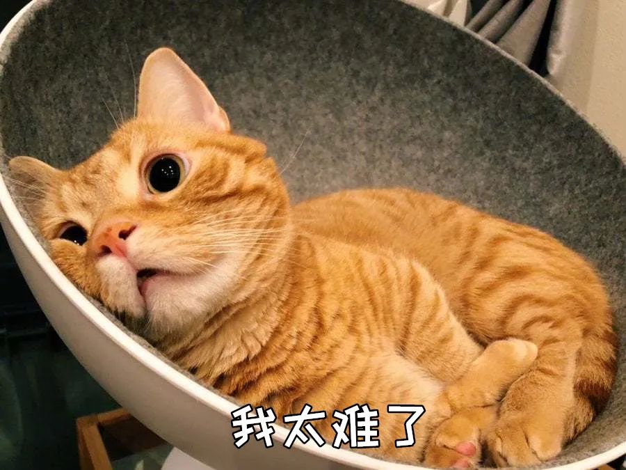 养了就想“退货”的几种猫，奶牛猫上榜，你家猫在其中吗