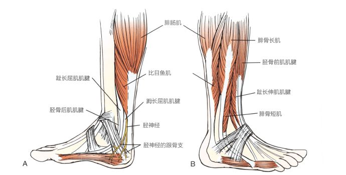 按摩腓骨短肌,腓肠肌,比目鱼肌可以提高踝关节跖屈以及足外翻的活动度