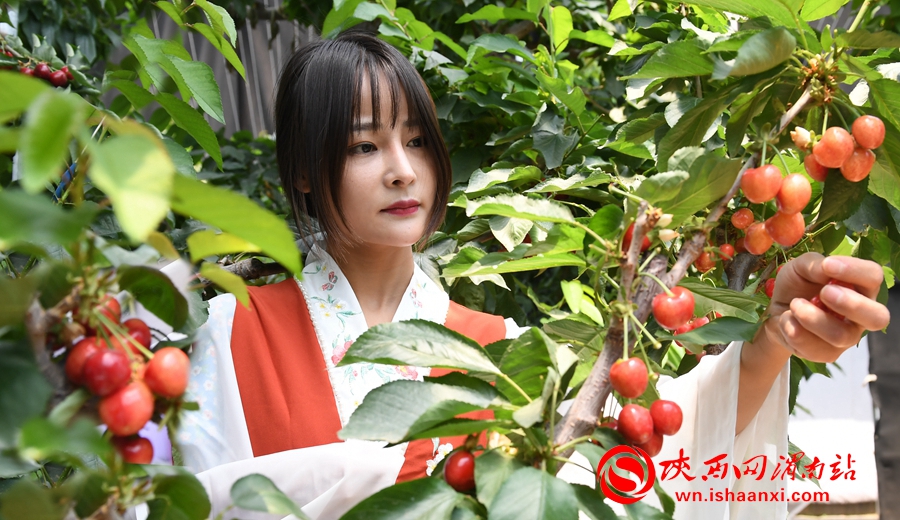 櫻桃千萬家 唯品方寨紅 合陽第五屆“方寨紅”櫻桃推介會舉辦（高清組圖）