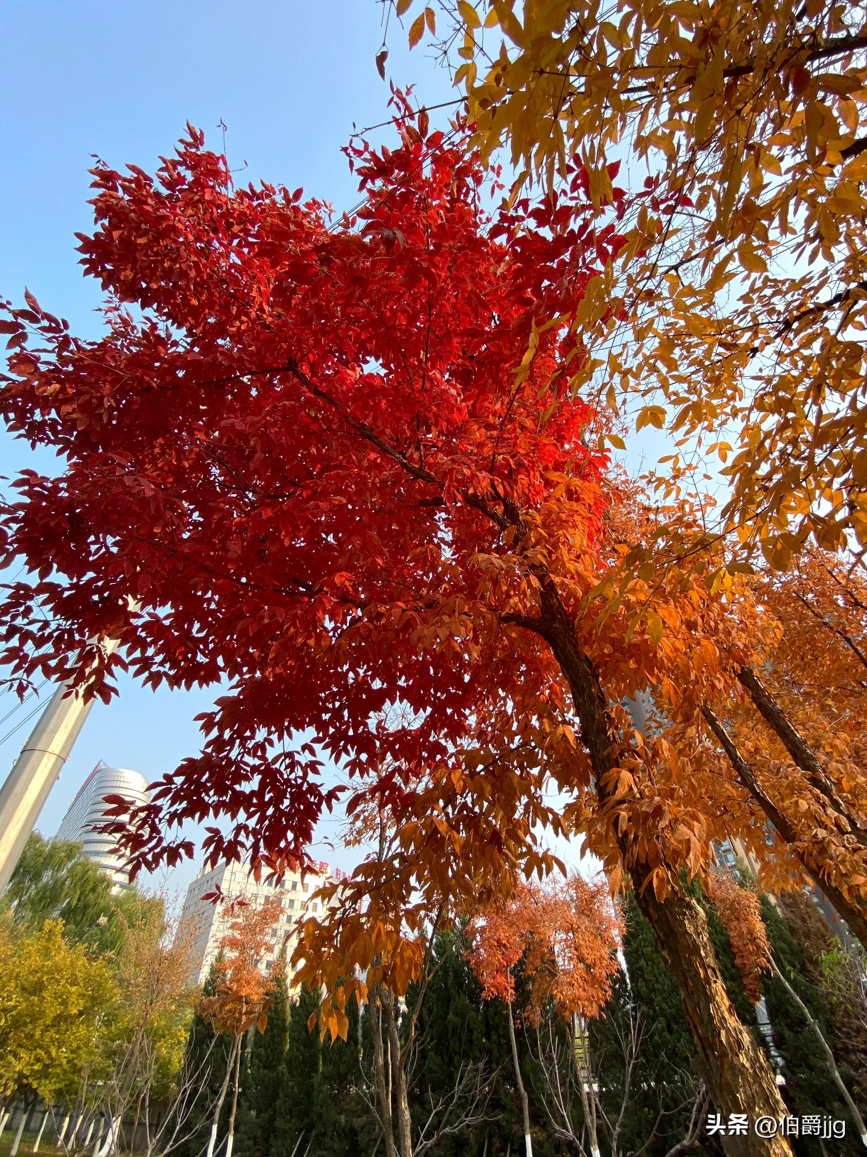 瀋陽奧林匹克生態公園收費嗎(深秋的瀋陽奧林匹克公園)