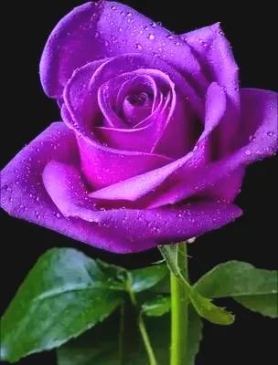 不同颜色玫瑰花的花语，你知道多少？