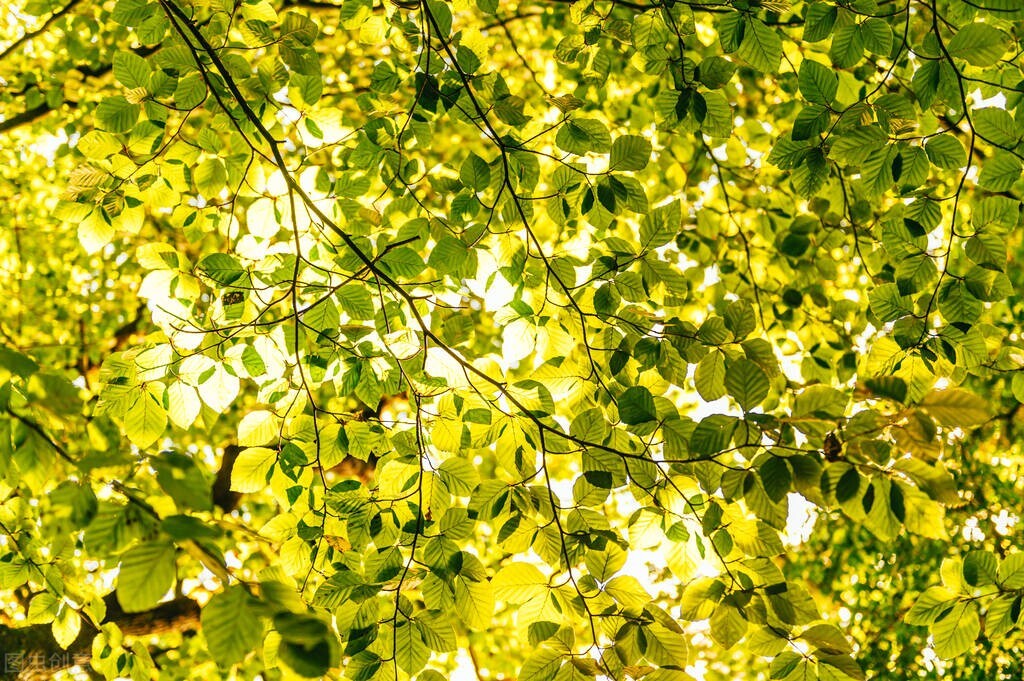 带有清风的唯美诗句，温柔拂面，治愈你烦躁的情绪