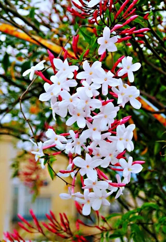 芳枝馥郁，仙气飘飘的素馨花