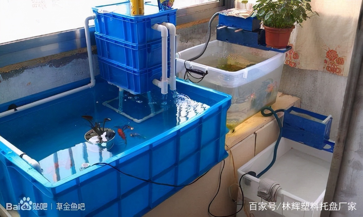 塑料周轉箱可以養(yǎng)魚嗎？有什么好處嗎？來看看專家的解答