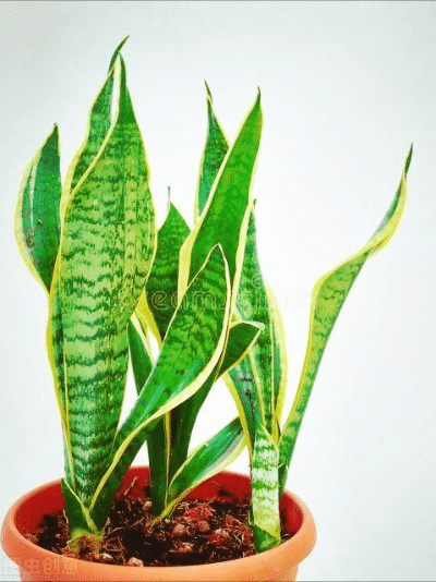 一花一世界，金牛辞旧迎虎来，鲜花带“虎”送祝福，新年幸福满满