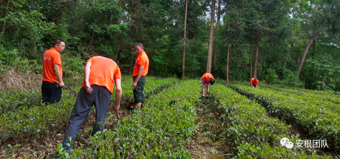 种植合作社对茶农绿色生产行为的影响