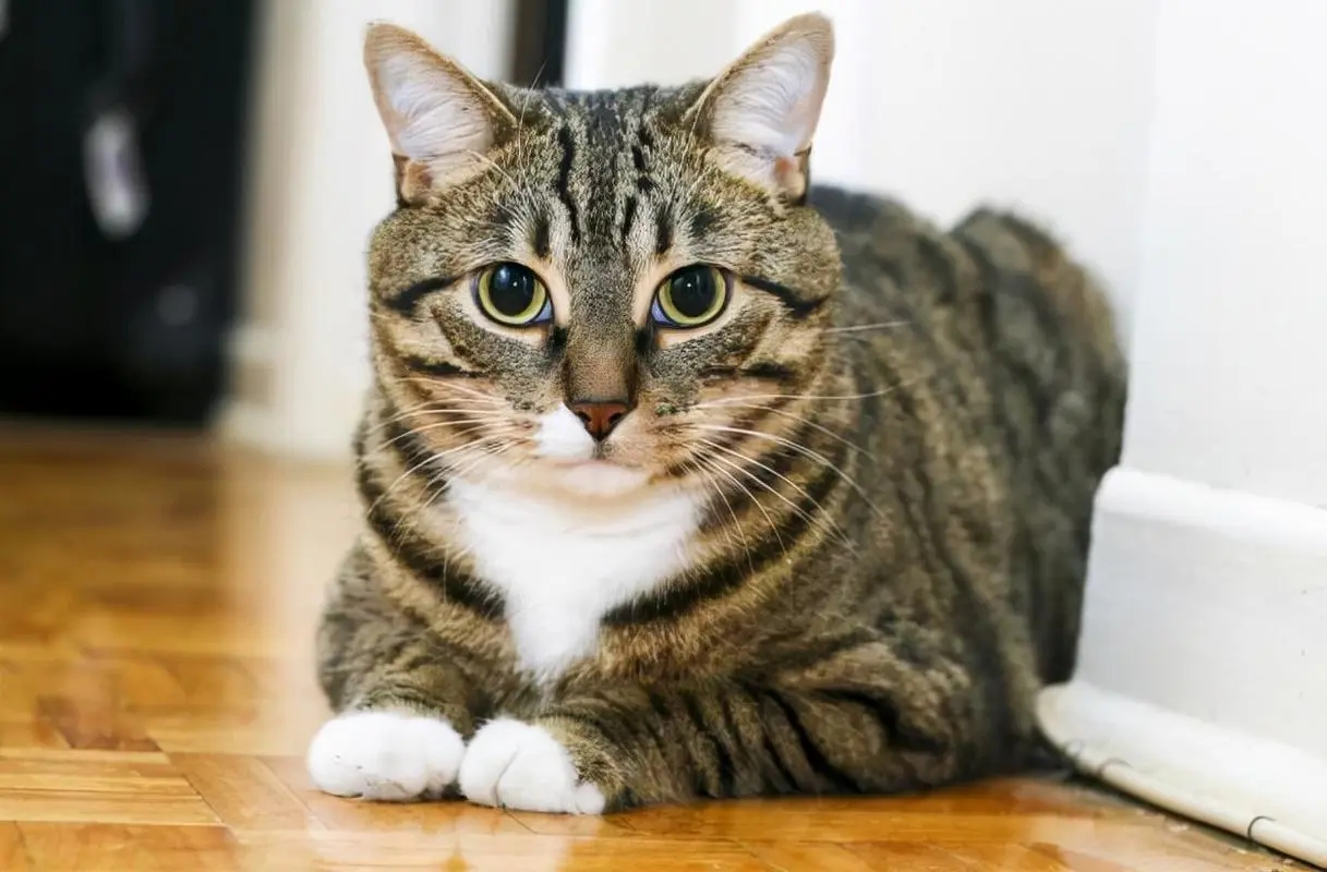 推荐5种适合家养的猫,干净漂亮好养活!