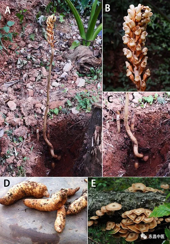 天麻长什么样子图片(天麻,无根无叶的天赐良药)