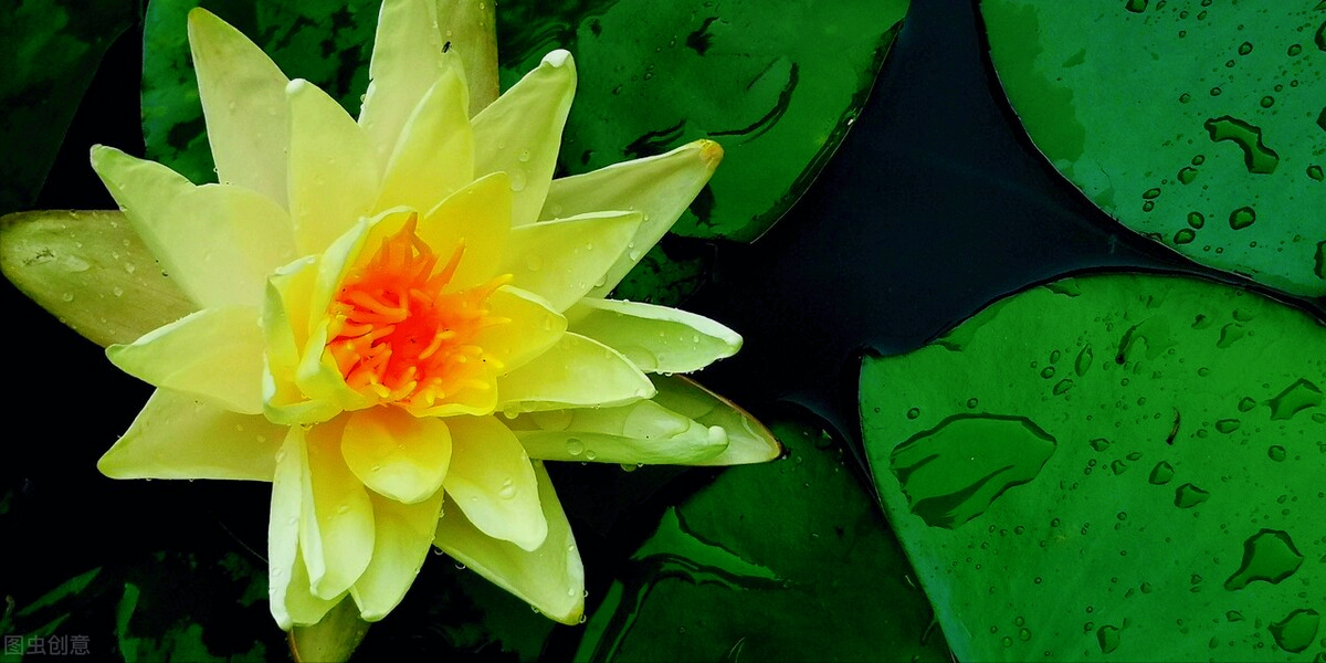 一花一世界，黄花金灿灿，人生风雨路，优雅似花开，从容似花谢