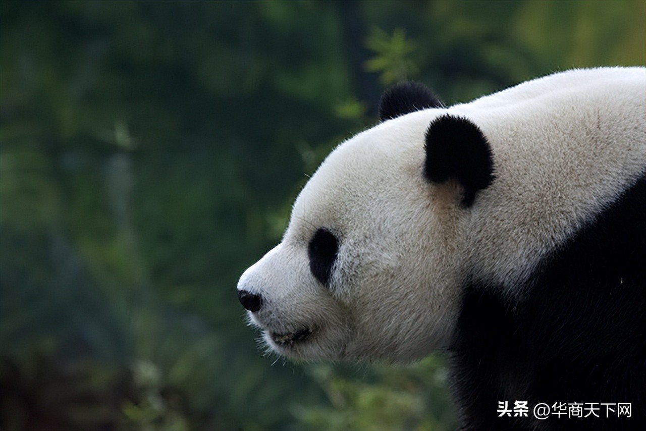 进世界杯那届国足周边路（这届世界杯除了国足没去，连裁判、公交车、大熊猫、施工队都去了）