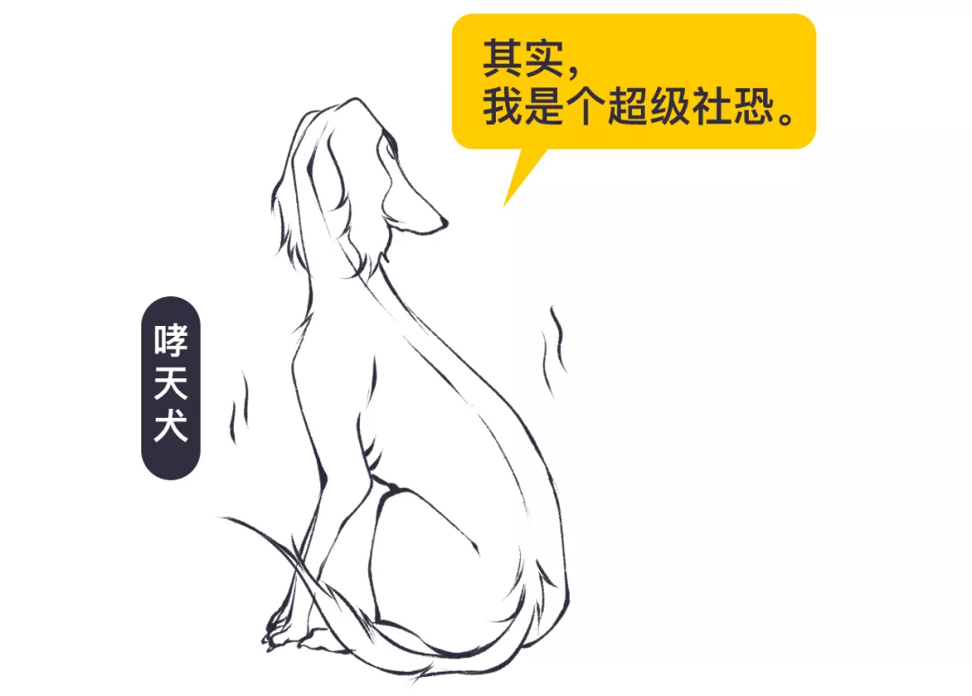 没错，哮天犬正是一条纯白色的中国细犬