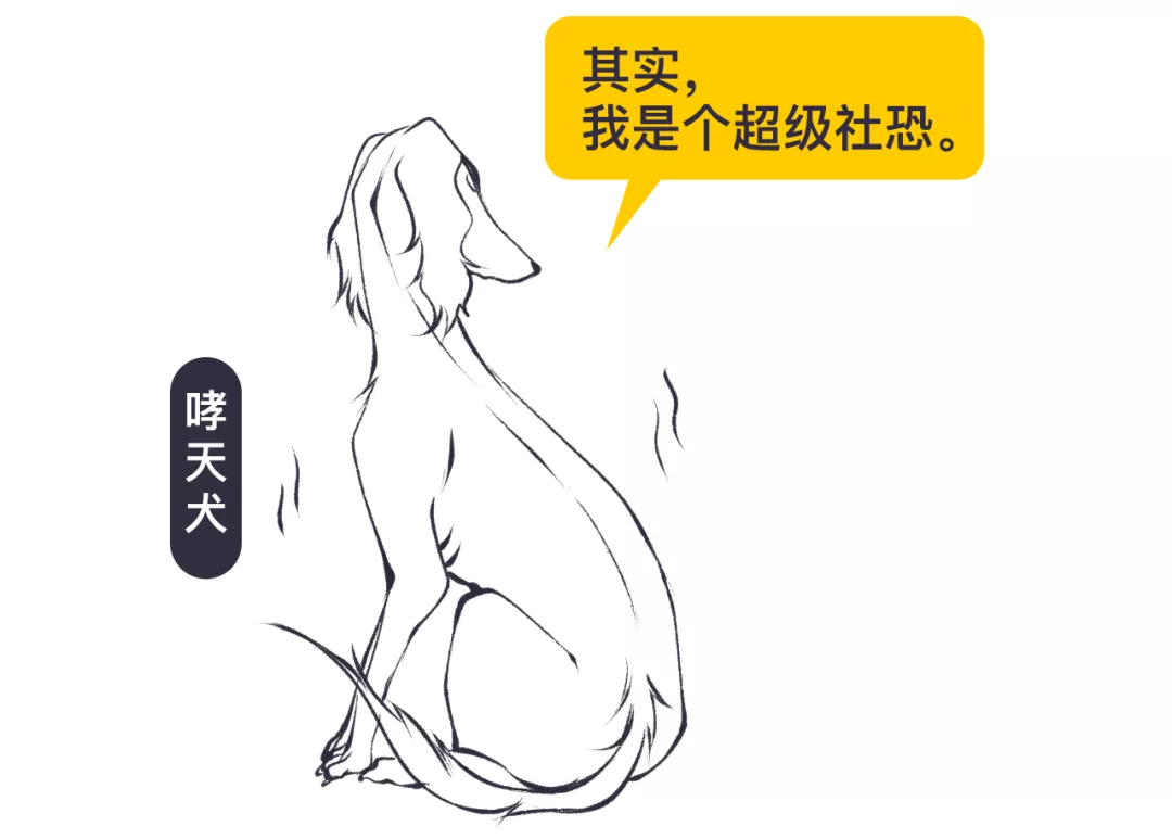 没错,哮天犬正是一条纯白色的中国细犬