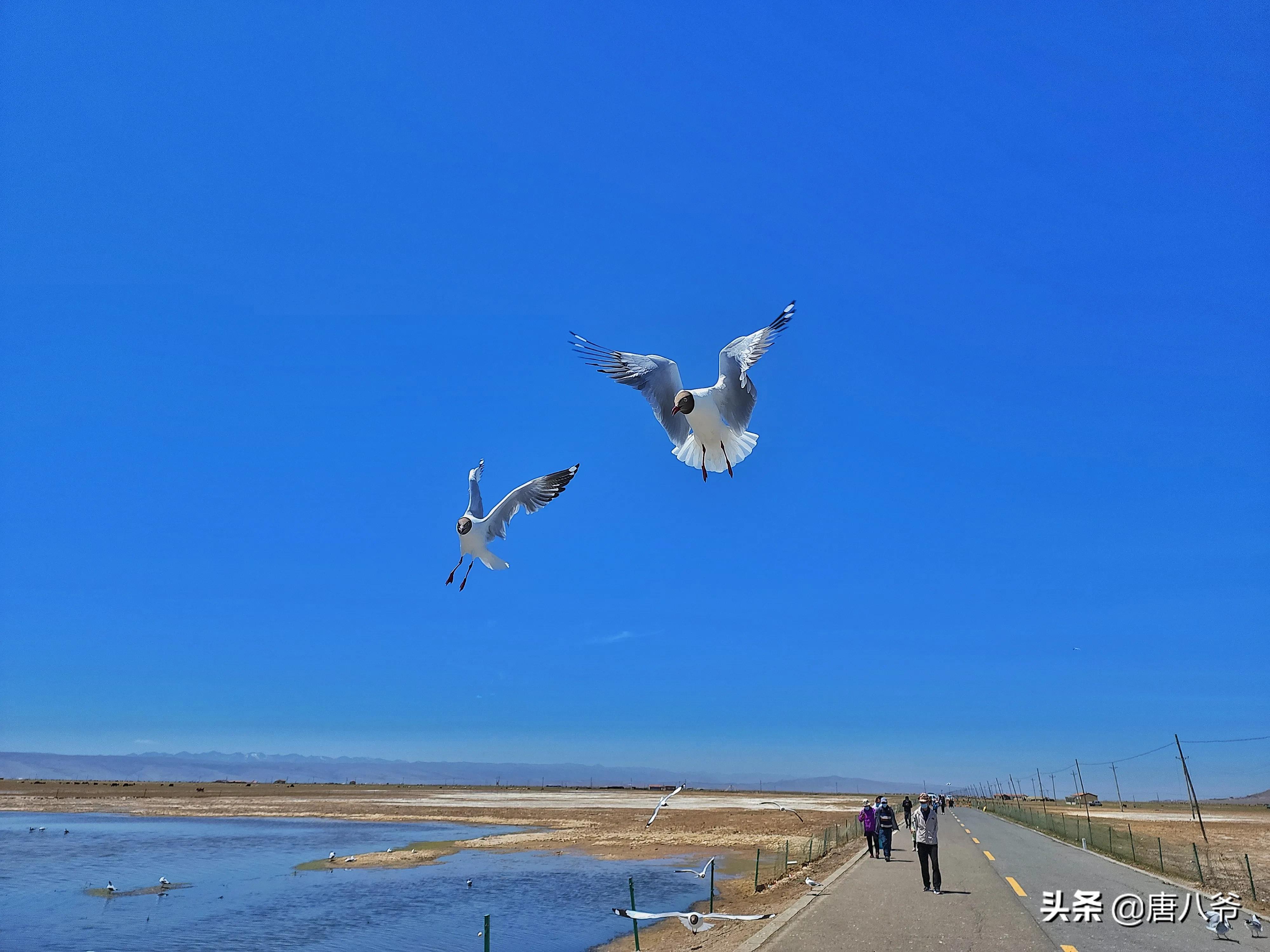 清晨美丽的青海湖