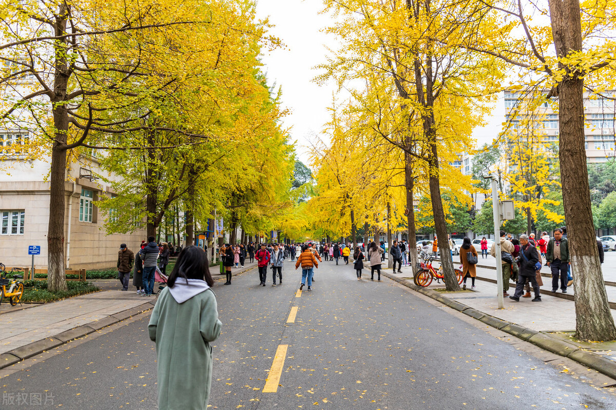 爱护校园环境卫生活动总结十篇