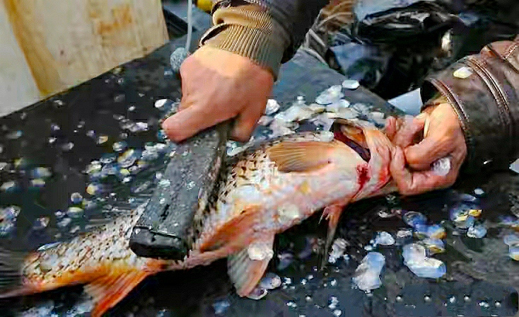 燉魚,燉魚的家常做法