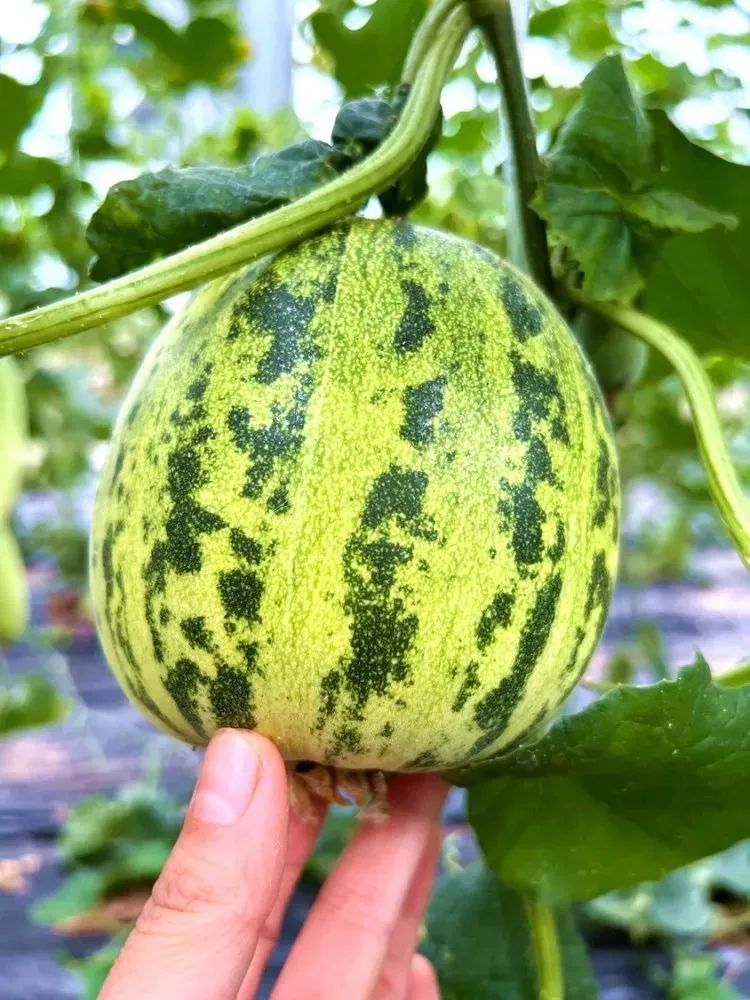 水果感受自然生态和田园风光~采摘地址汉中英豪农业生态产业观光园