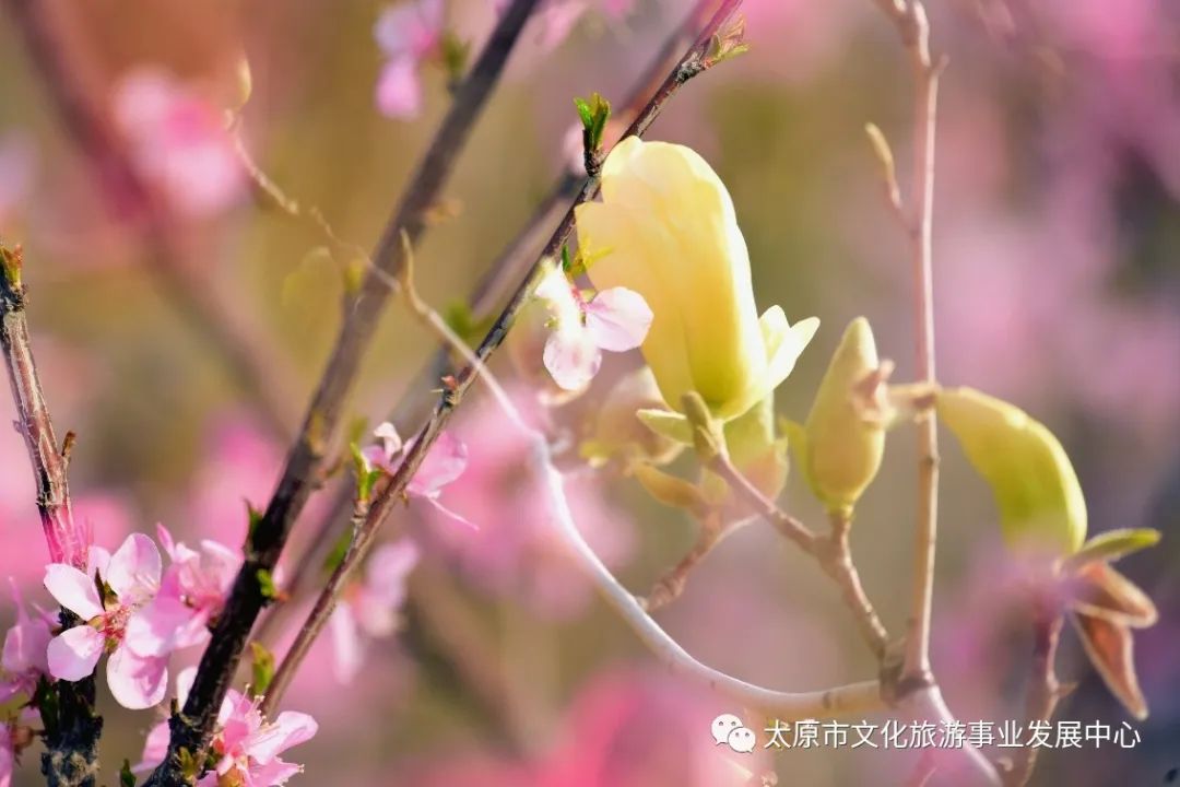 线上展览|“山河春意 锦绣太原——花的世界”主题摄影线上图片展（二十一）