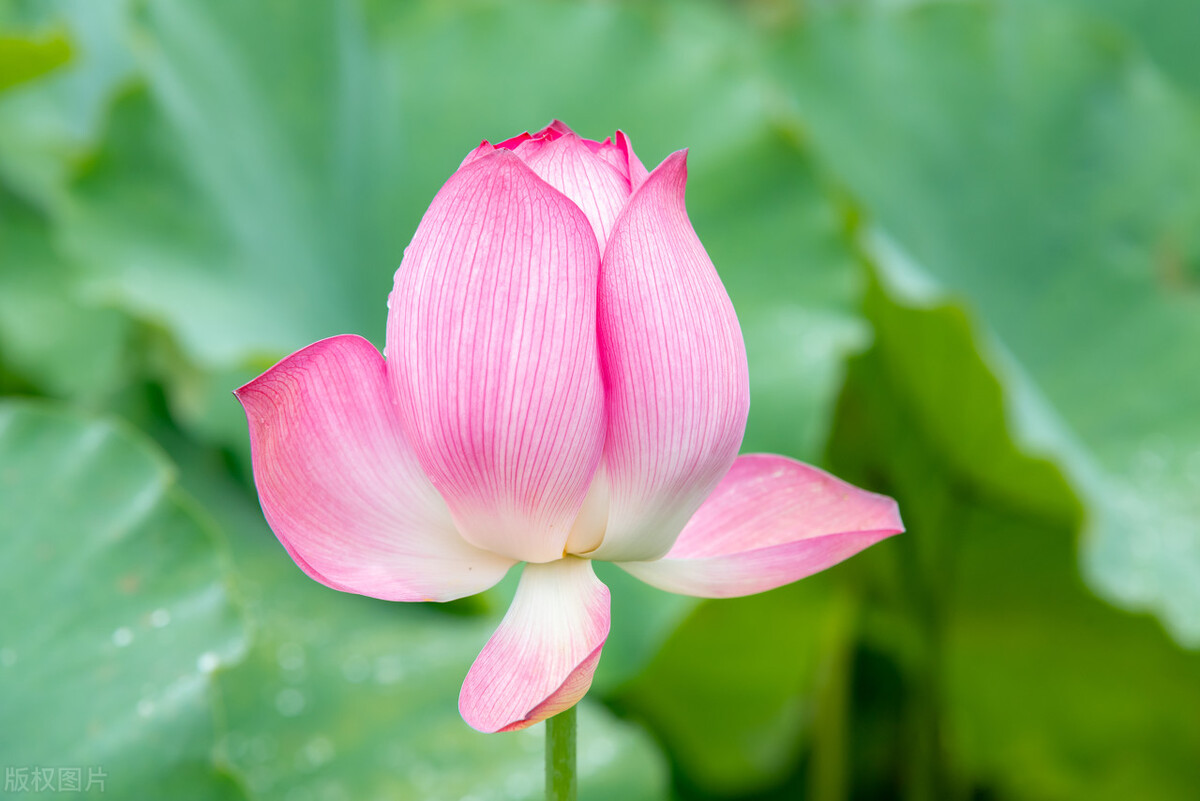 淡然若水,淡然若水什么意思