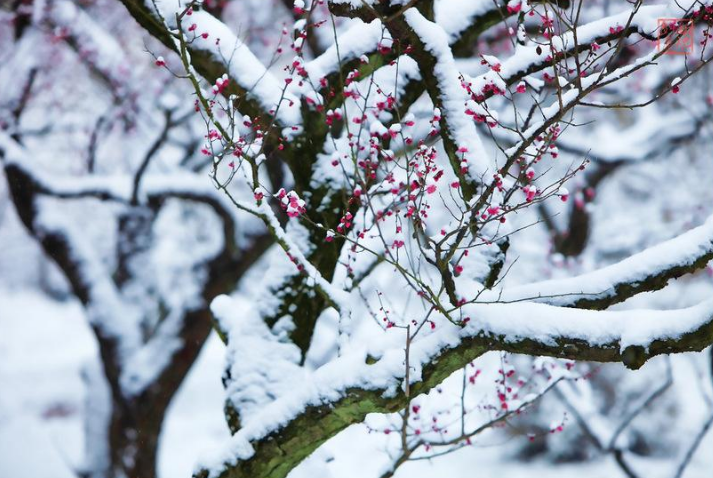 更须踏雪看梅花，十二首踏雪寻梅的诗词，看雪中梅花傲雪绽放