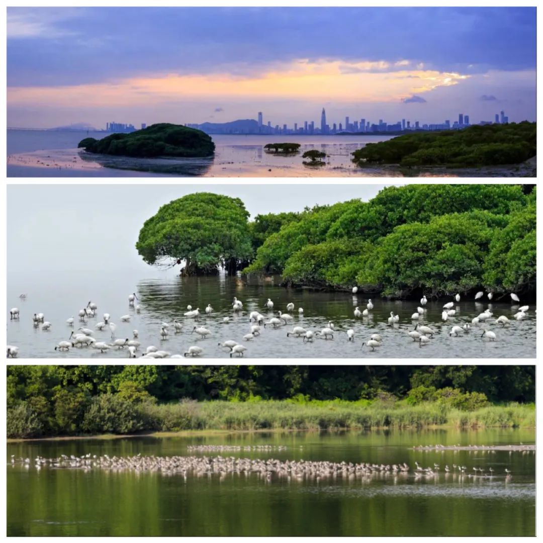 深圳红树林公园 红树林公园简介-大连号