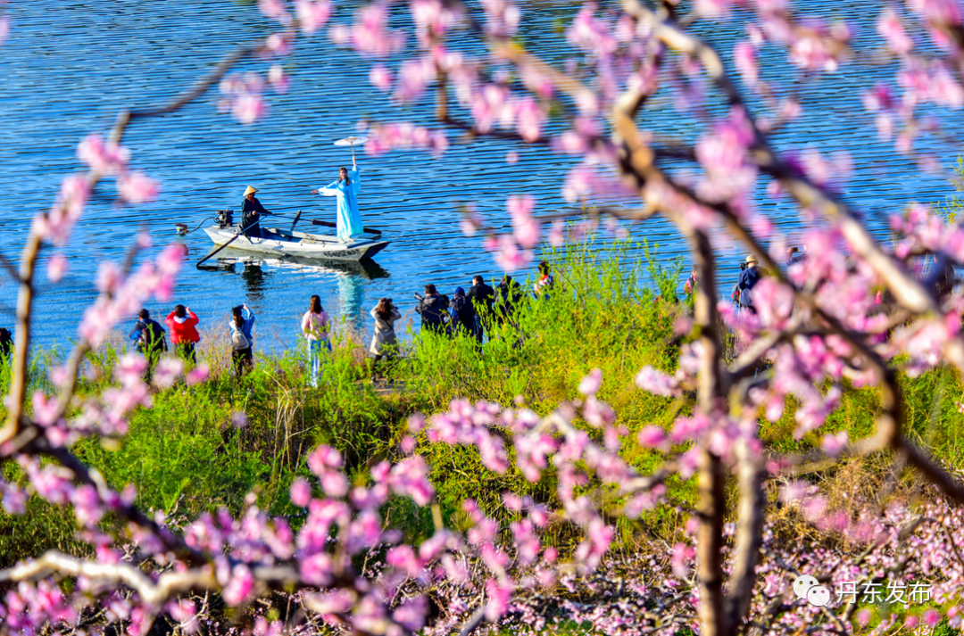 丹东这一地儿入选全国十大赏樱地！赏花攻略提前收藏