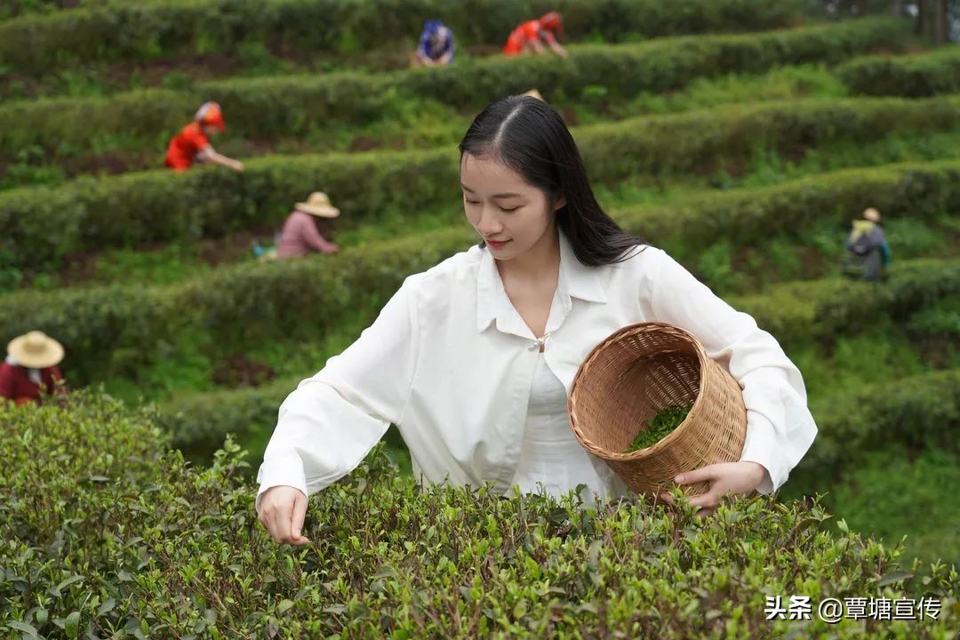 广西覃塘毛尖（广西特色特产覃塘毛尖正式进入开采期）