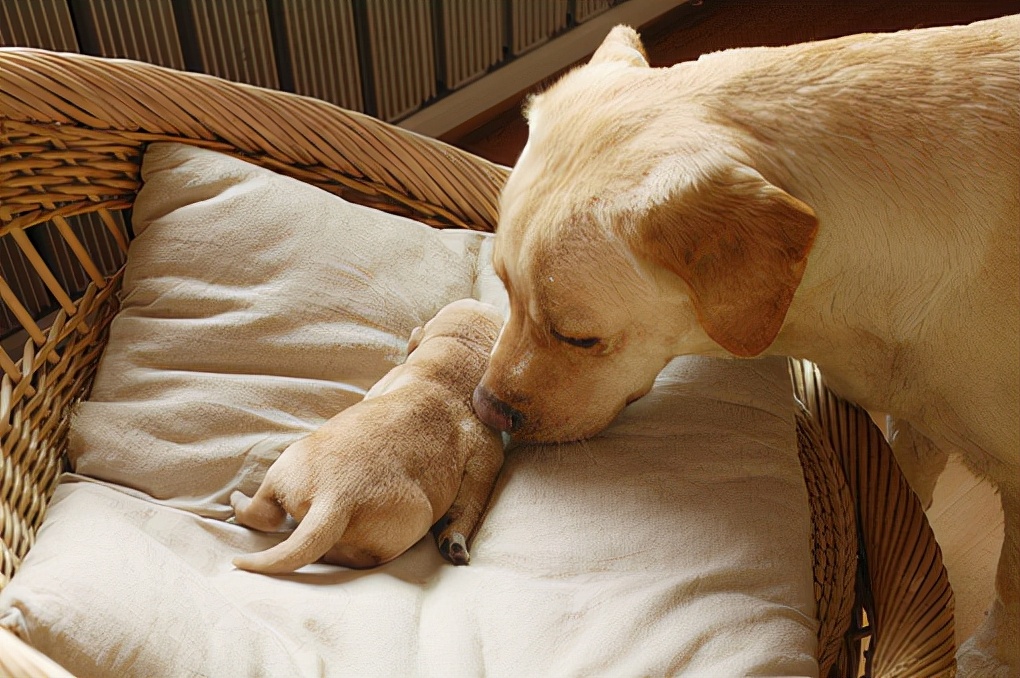 犬类品种列举