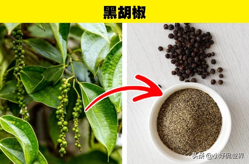 黑胡椒 芥末 杏仁出售前长啥样 10种食物在加工出售前的样子 天天看点