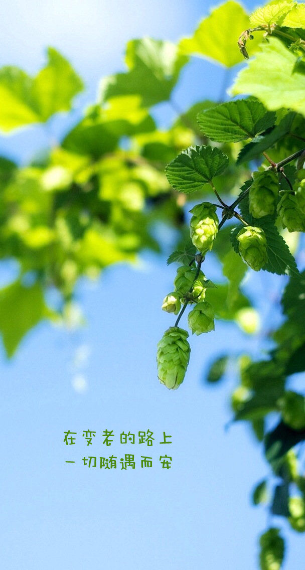 心若年轻,岁月不老的说说3
