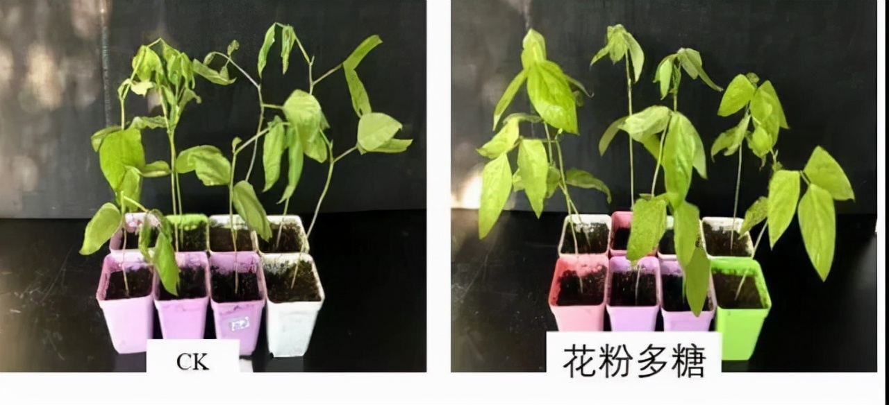 花粉多糖肥好用吗？怎么用？一文说清楚