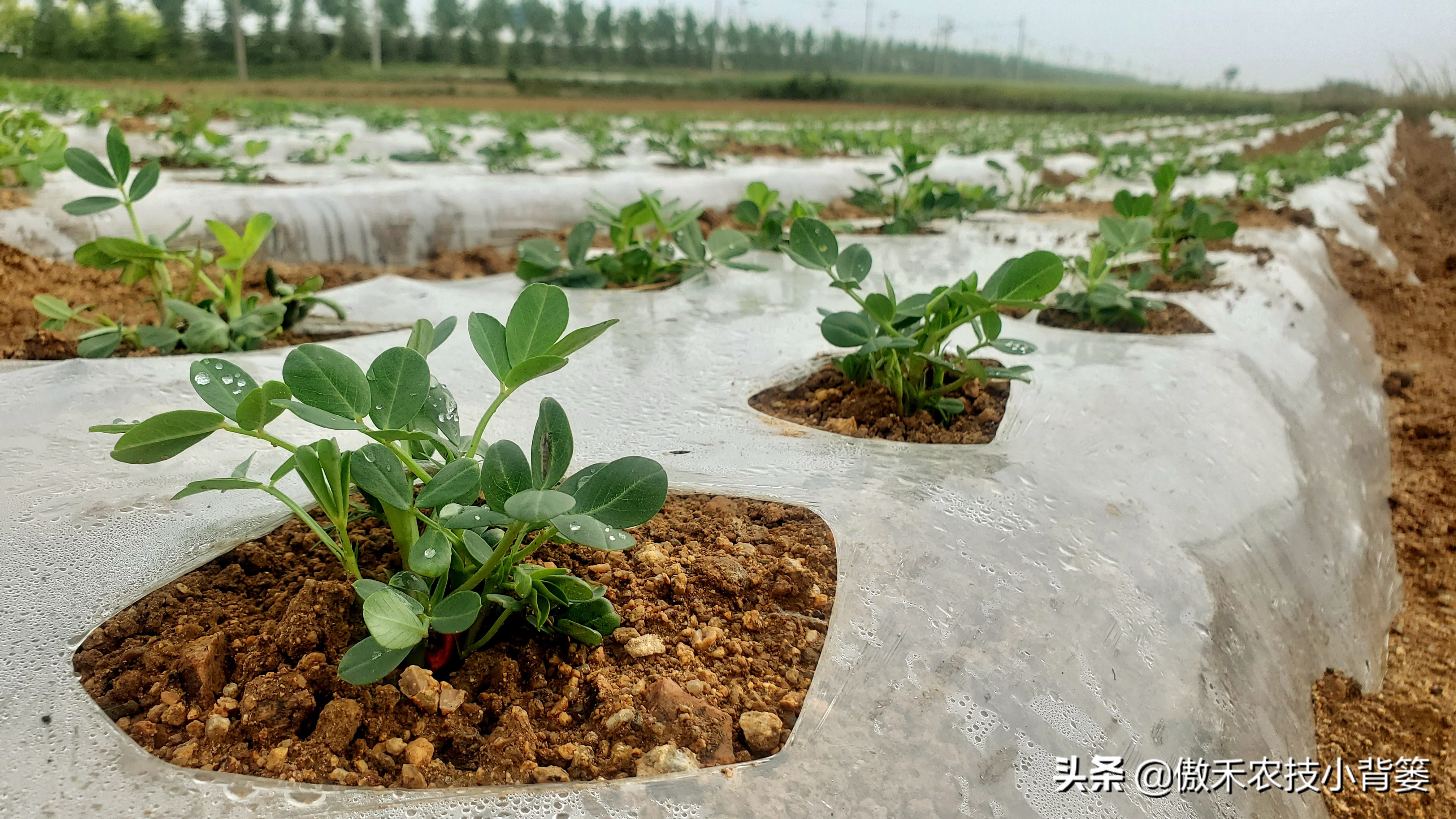 花生行距株距是多少（花生行距株距是多少一株几立种子）-第1张图片-科灵网