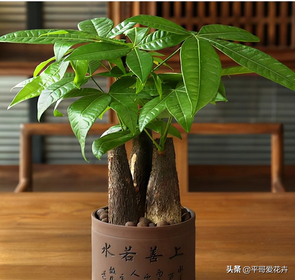 10种“富贵花”，给家里随便买几盆，高端、上档次，谁看了都喜欢