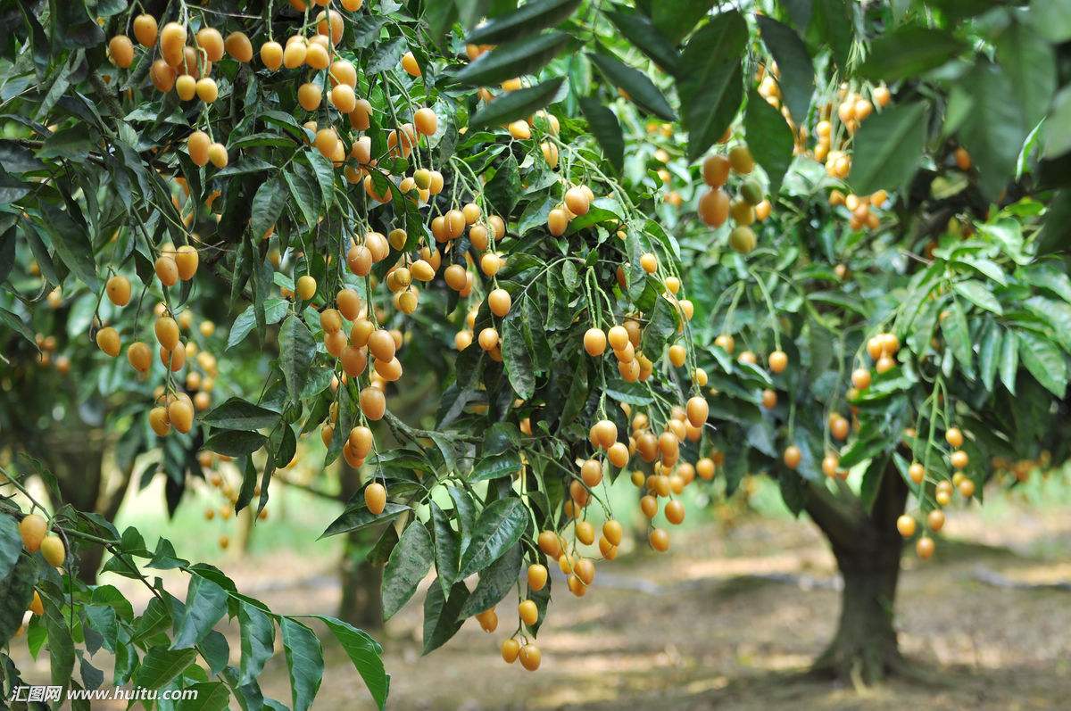 黄皮果树的外形特点:一是为常绿小乔木,高可达12米,小枝,叶轴,花序轴