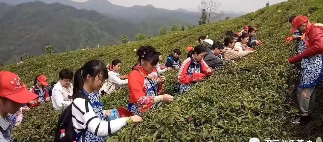 认领一亩高山有机茶园，喝上自家天然有机好茶