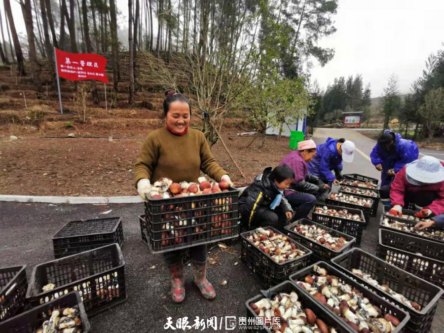 紫云：国有林场成“林下经济”领头羊