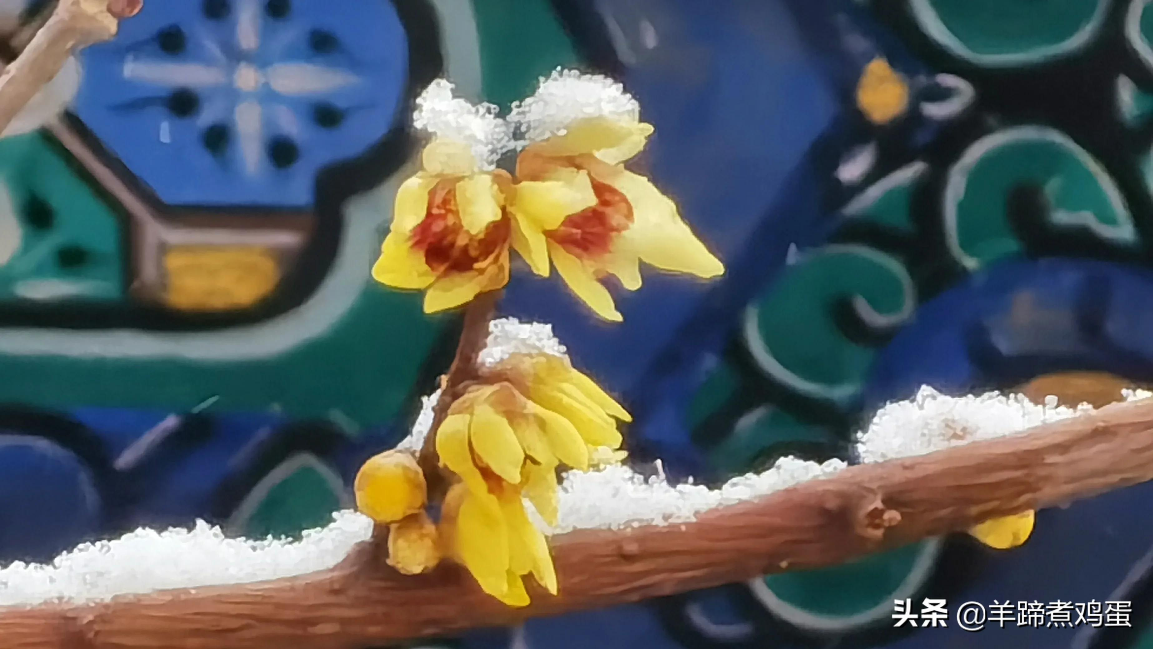 难览观园全画景雪覆腊梅一隅香——踏雪寻游北京大观园