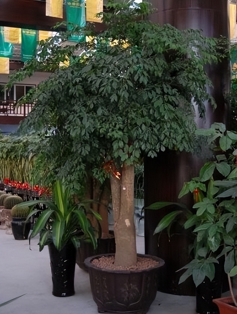 幸福树怎么养才长得好(幸福树如何养好呢?