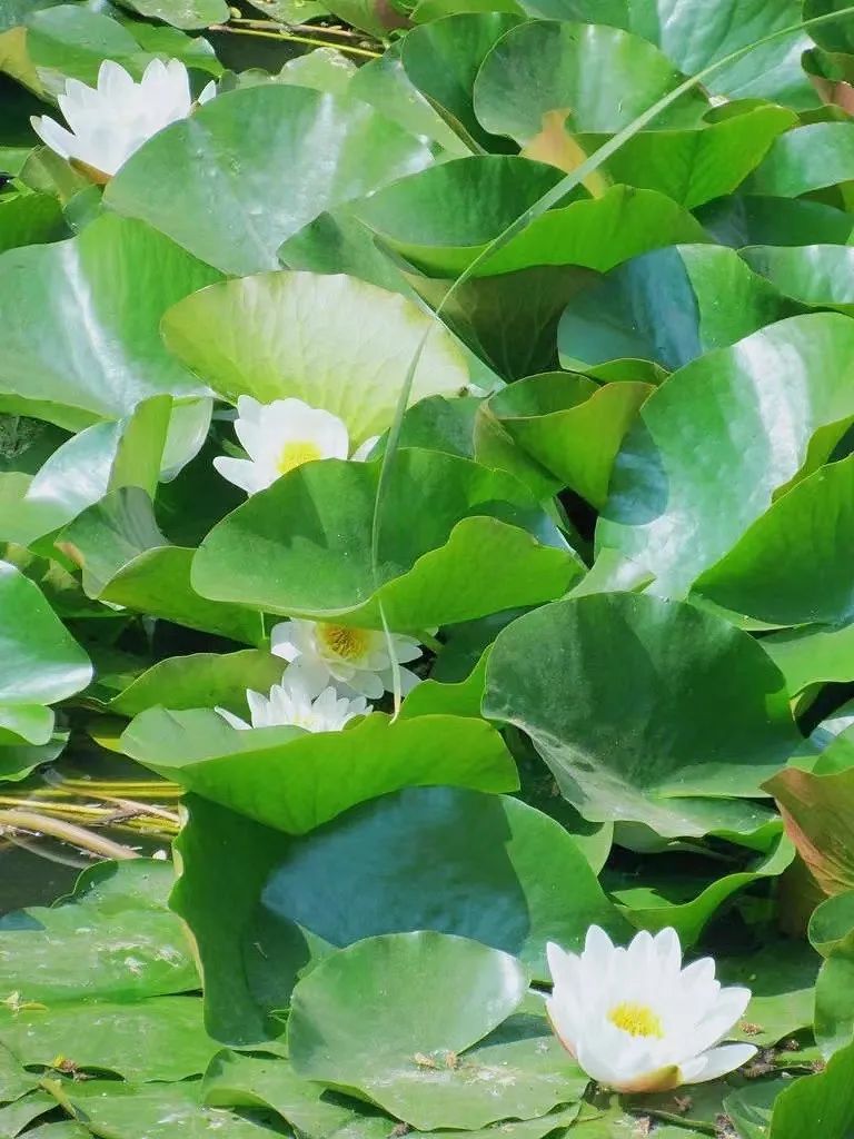 风不误，花有约，带点浪漫回家吧