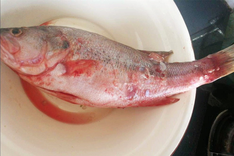 图片[3]-鲈鱼怎么挑选 “大肚子”还是“小肚子” 口感差别大（附做法-起舞食谱网